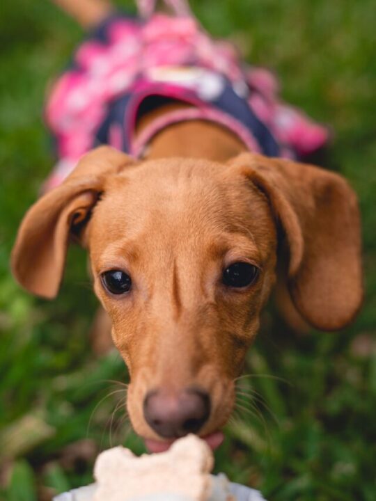 Imagem de cachorro