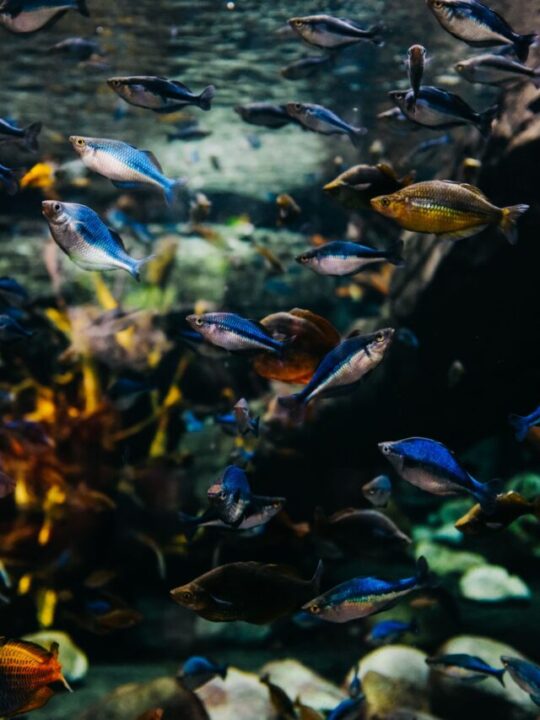 Peixes no aquário