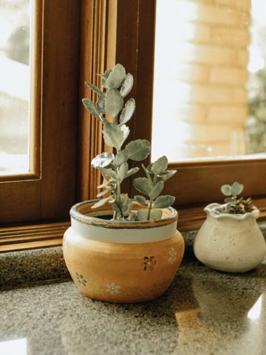 Imagem de planta