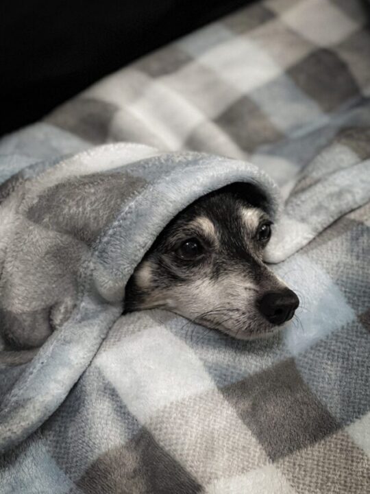 Cachorro enrolado em coberta xadrez cinza.