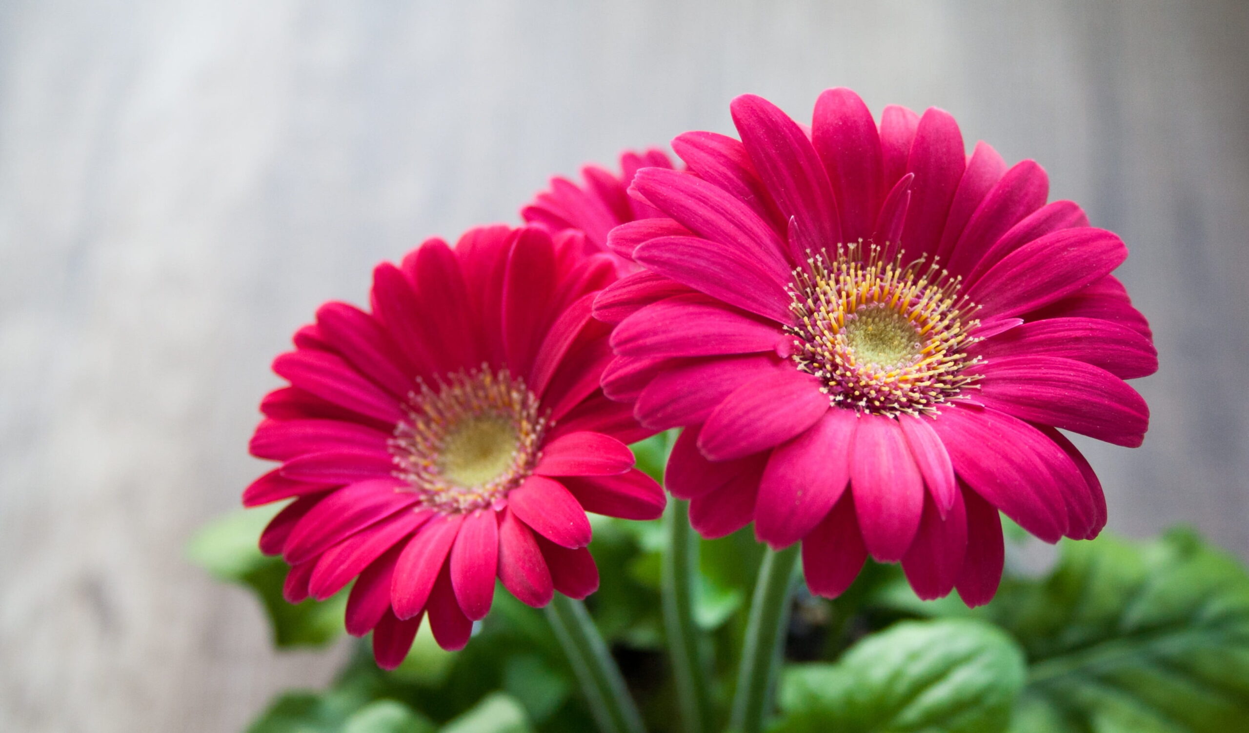 Tudo sobre a Gérbera e por que ela encanta os entusiastas por flores 2 Imagem de flor