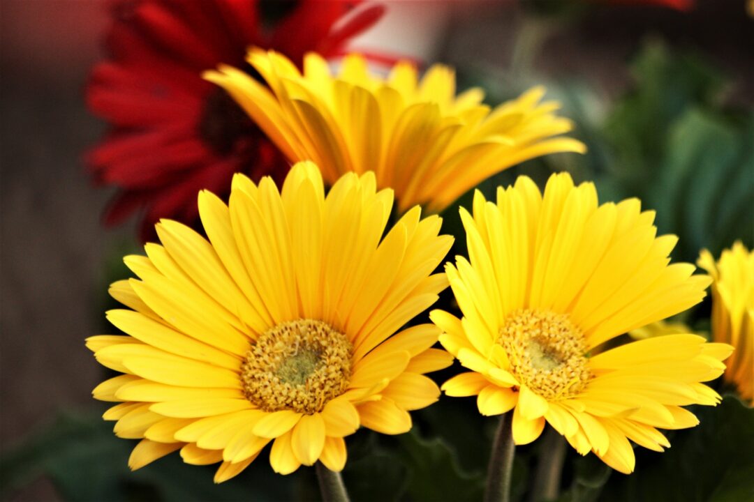 Imagem de flor
