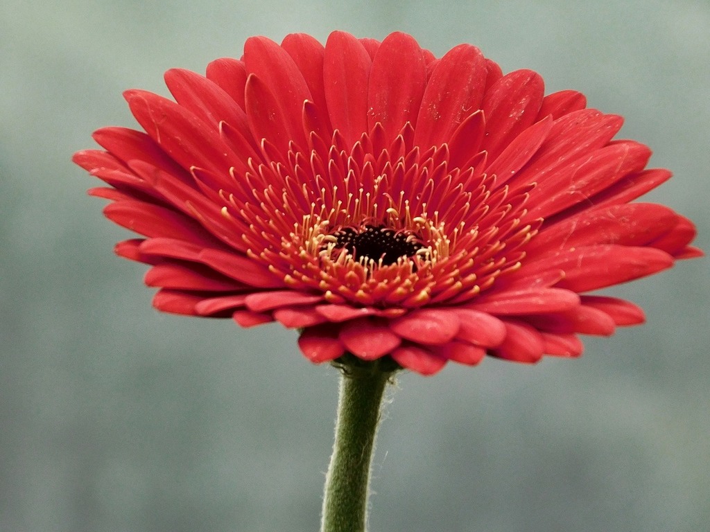 Tudo sobre a Gérbera e por que ela encanta os entusiastas por flores 3 Imagem de flor