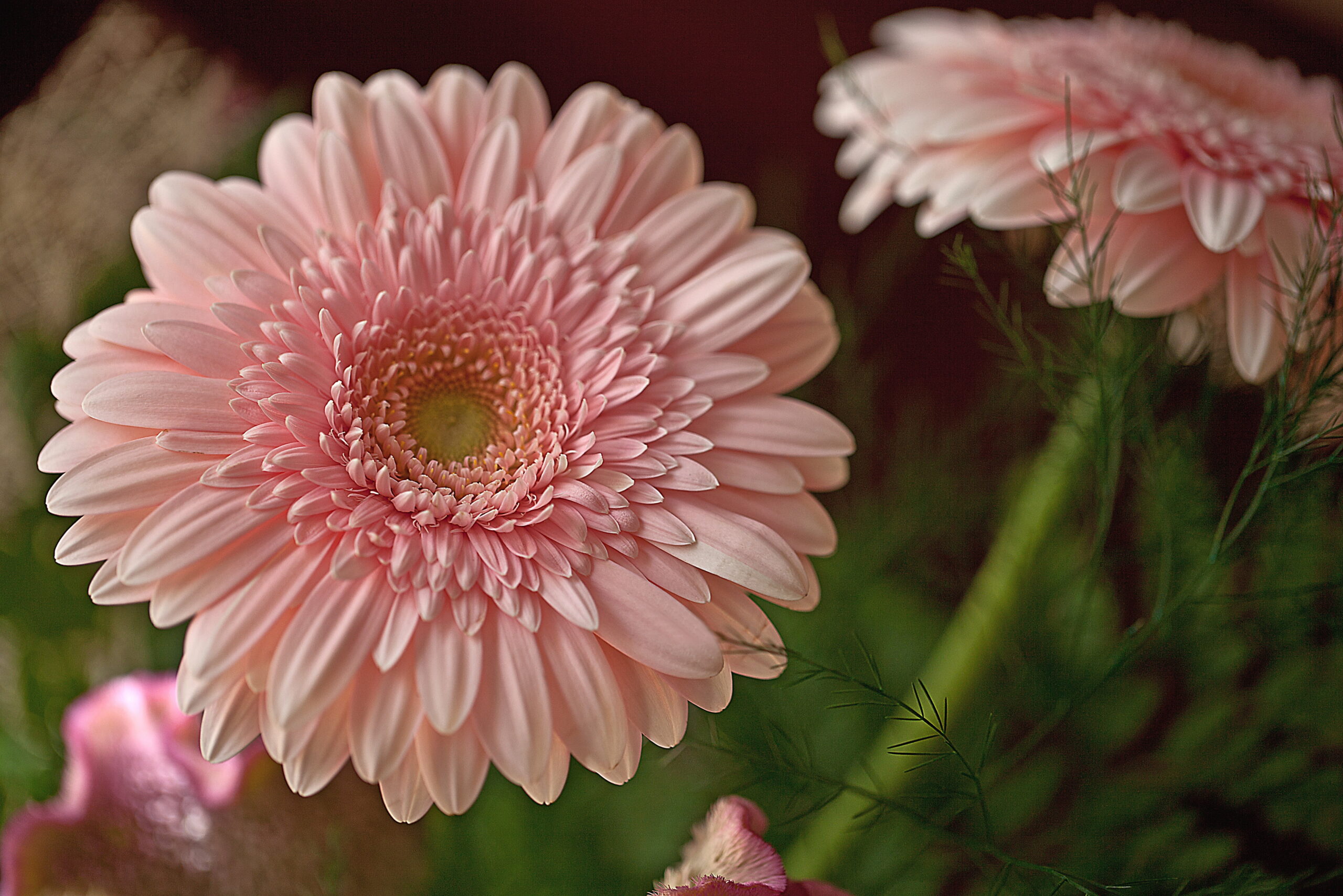 Tudo sobre a Gérbera e por que ela encanta os entusiastas por flores 1 Imagem de flor