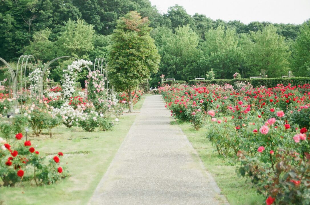 Jardim com árvores e plantas menores.