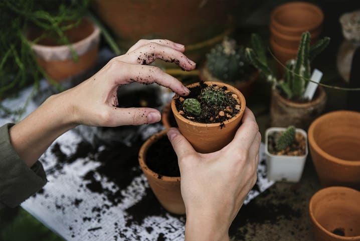 Conheça práticas de jardinagem sustentável para seu jardim 2 Vaso de suculenta sendo preparado com terra.