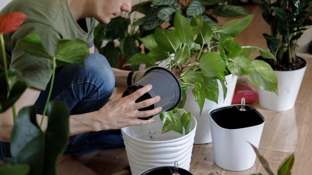 Homem manuseando vaso de planta.
