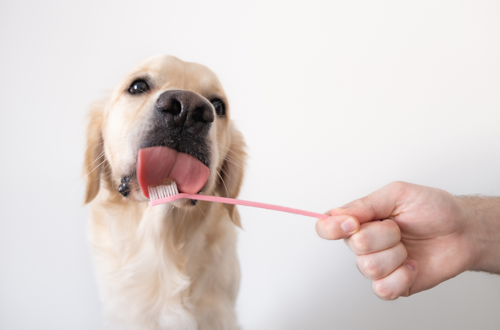 Saúde bucal do cachorro: 4 produtos para te ajudar nos cuidados com o pet 1 Cachorro Labrador lambendo escova de dente.