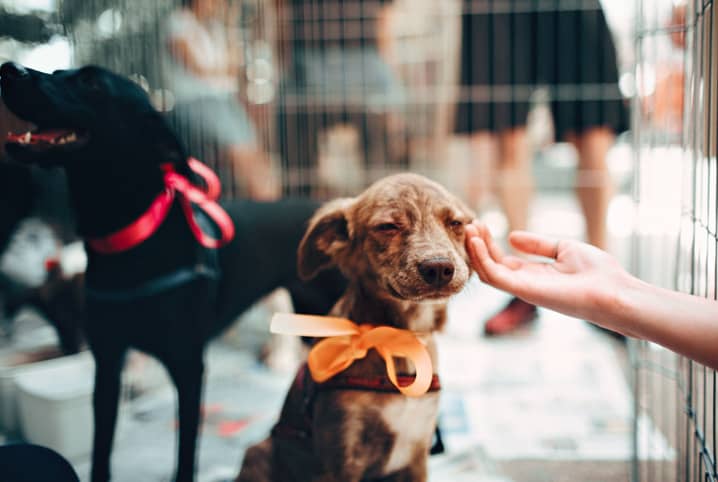 O que é melhor: adotar gato ou cachorro? 3 Cachorro recebendo carinho em feira de adoção.