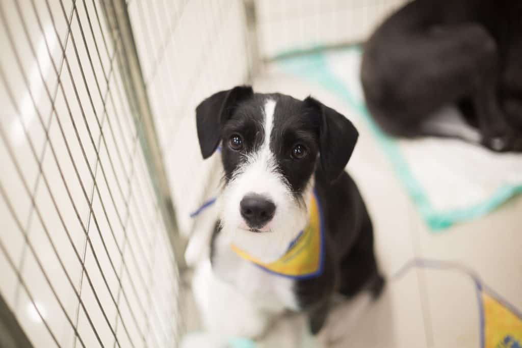 O que é melhor: adotar gato ou cachorro? 1 Cachorro em cerco de adoção.