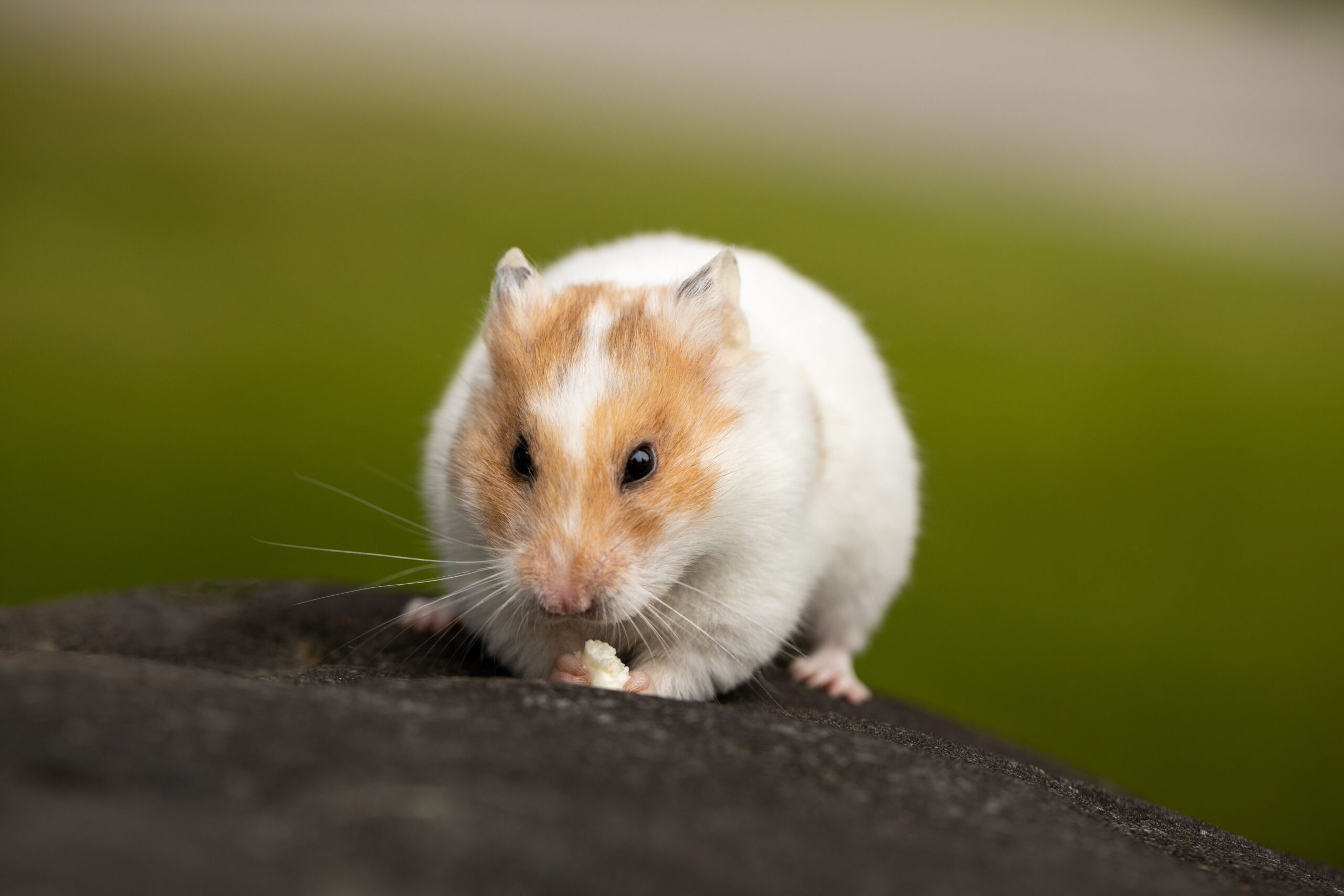 Hamster comendo.