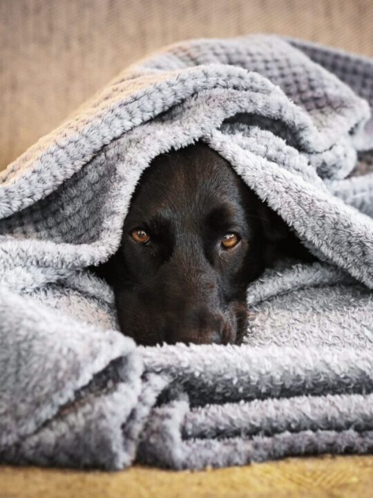 Imagem de cachorro