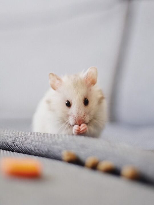 Hamster comendo.