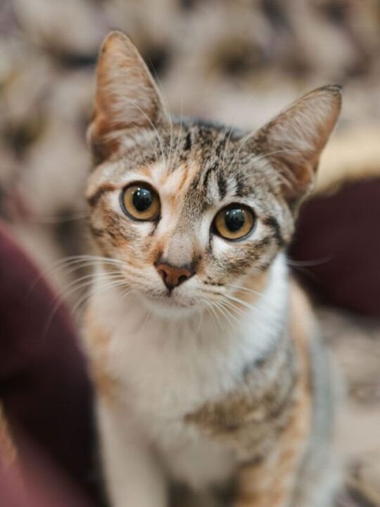 Imagem de gato