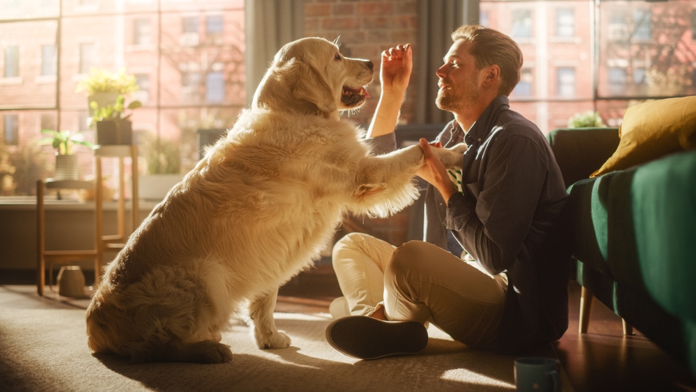 Os 10 erros mais comuns no adestramento de cães e como evitá-los 1 Tutor dando petisco na boca do Golden.