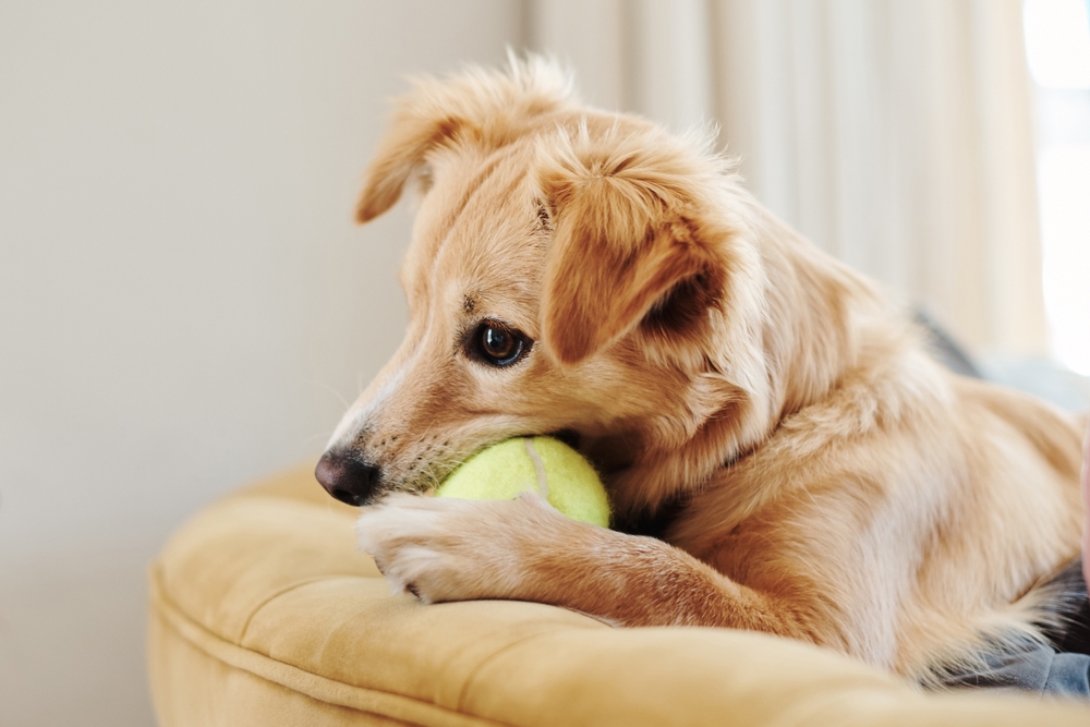 Os 10 erros mais comuns no adestramento de cães e como evitá-los 2 Cachorro mordendo bola de tênis.