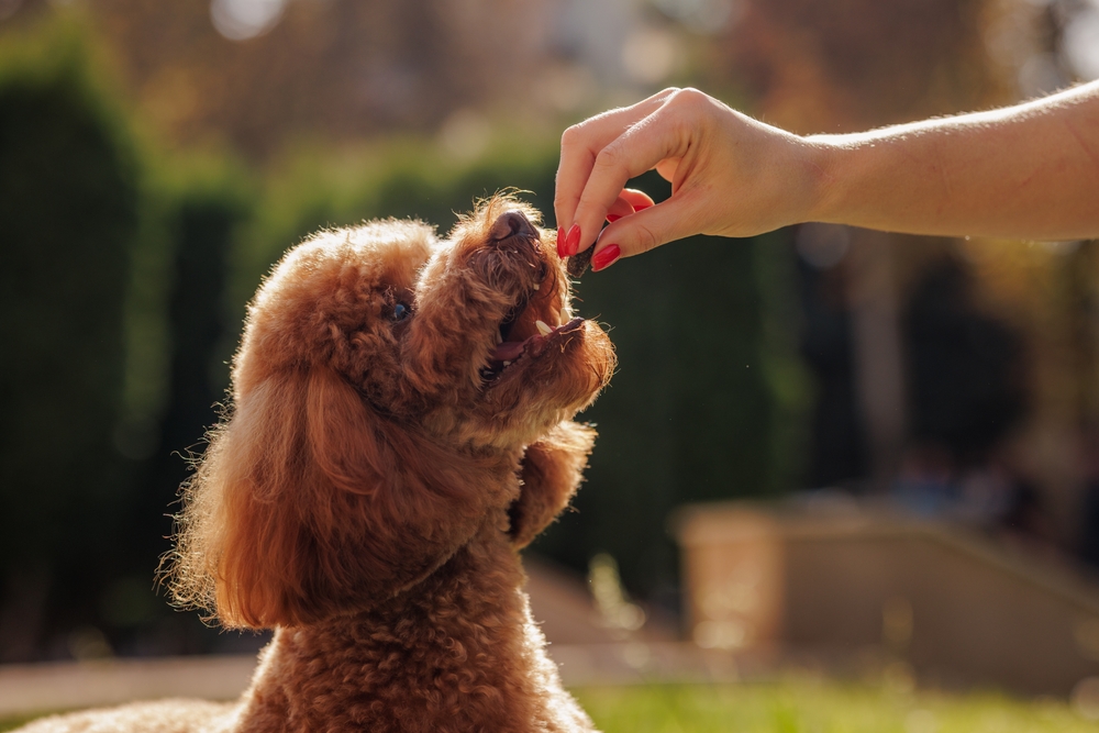 Os 10 erros mais comuns no adestramento de cães e como evitá-los 3 Mão feminina dando petisco para cachorro Poodle marrom.