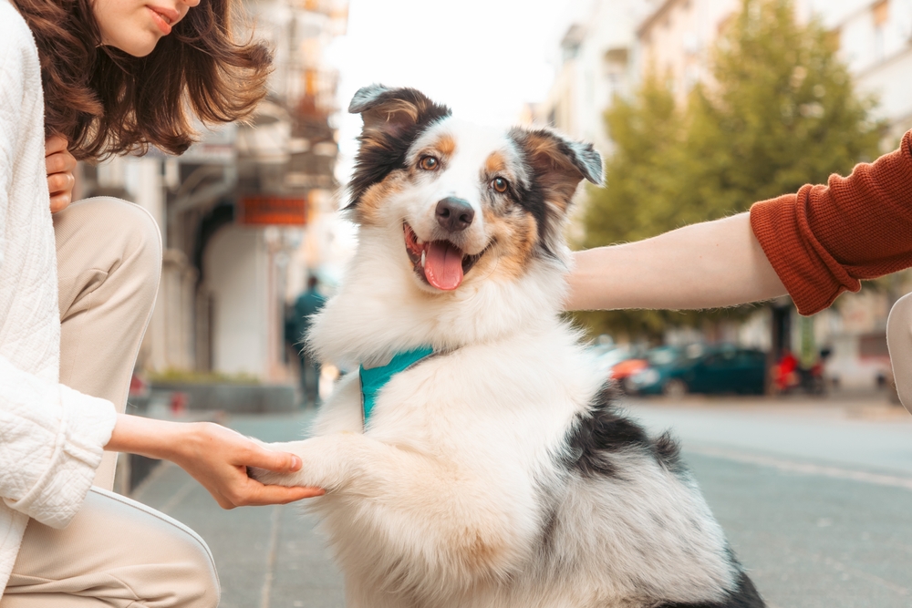 Os 10 erros mais comuns no adestramento de cães e como evitá-los 4 Cachorro Border Collie dando a pata para tutora.