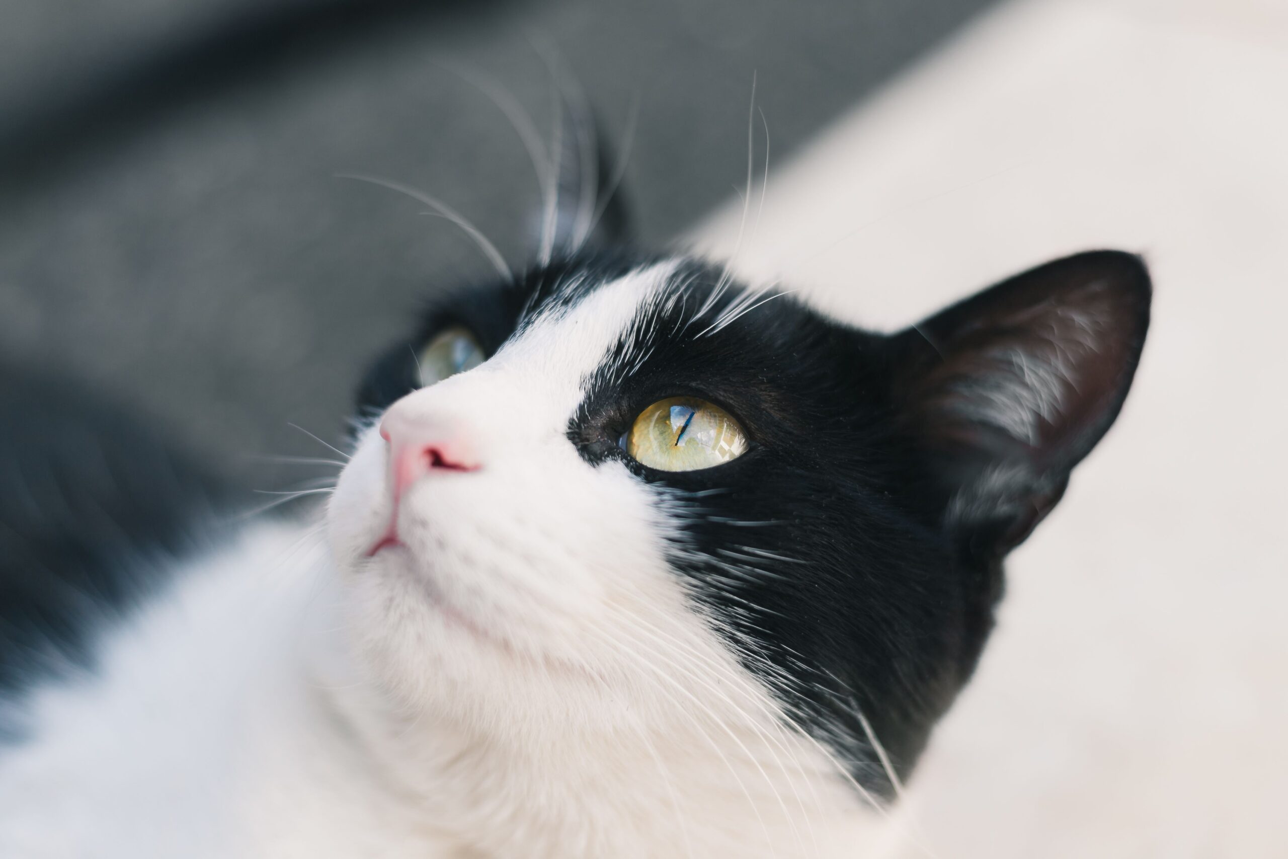 Tudo sobre os gatos frajolas 1 Imagem de gato frajola