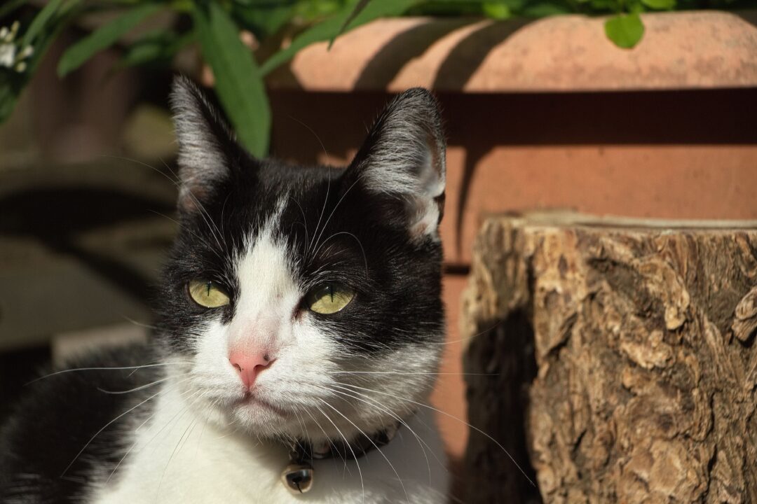 Imagem de gato frajola