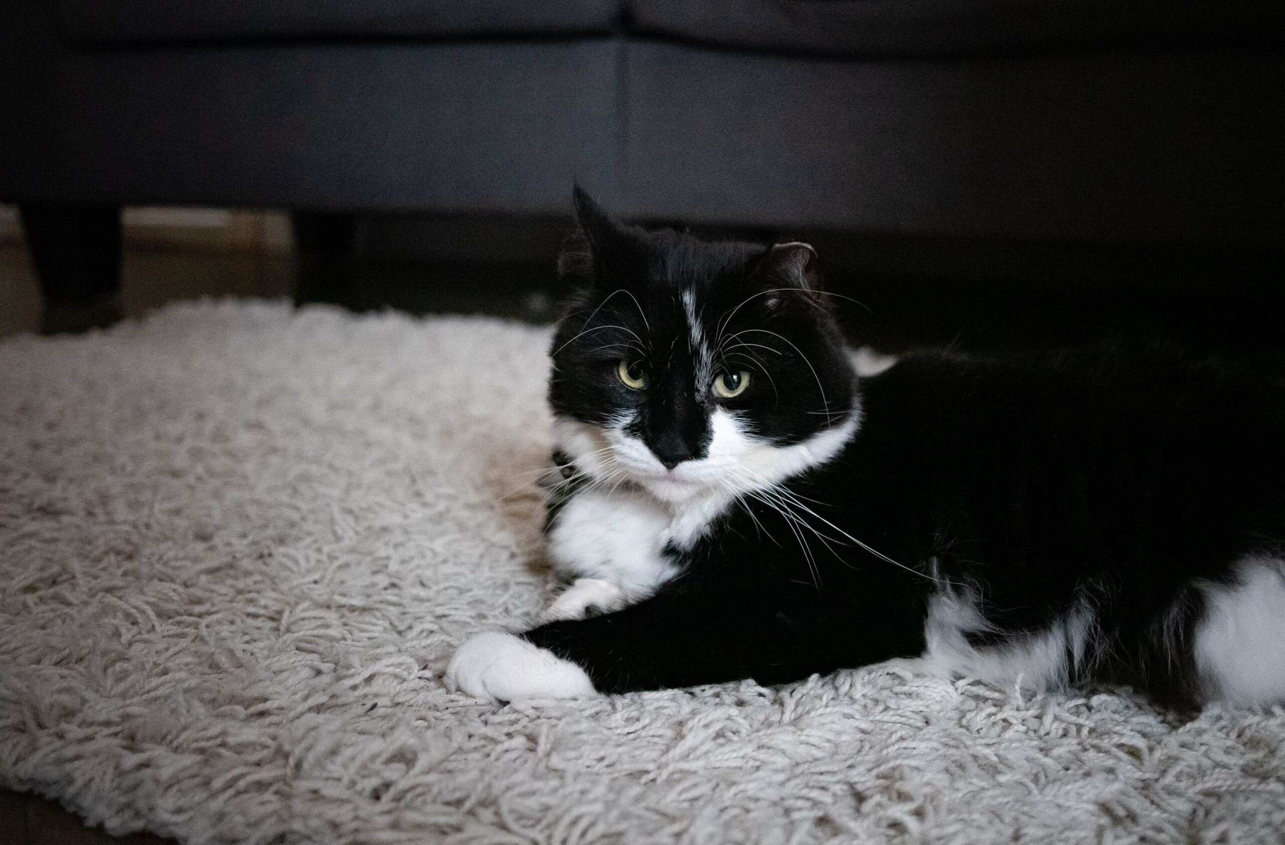 Tudo sobre os gatos frajolas 3 Imagem de gato frajola
