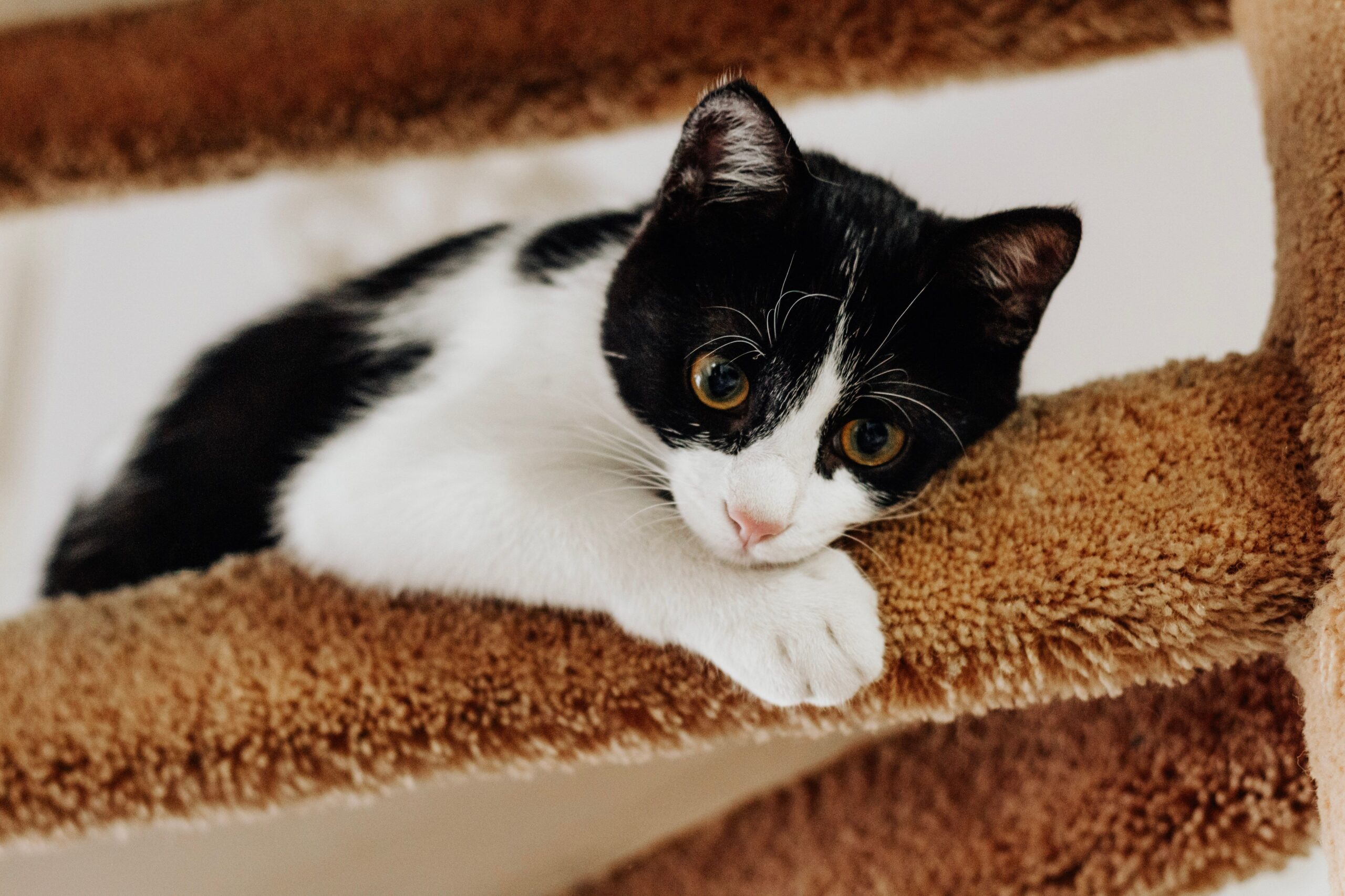 Tudo sobre os gatos frajolas 2 Imagem de gato frajola