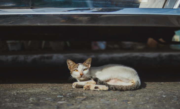 Encontrou um gato no motor do carro? Saiba o que fazer 3 Gato branco com orelhas tigradas embaixo do carro.