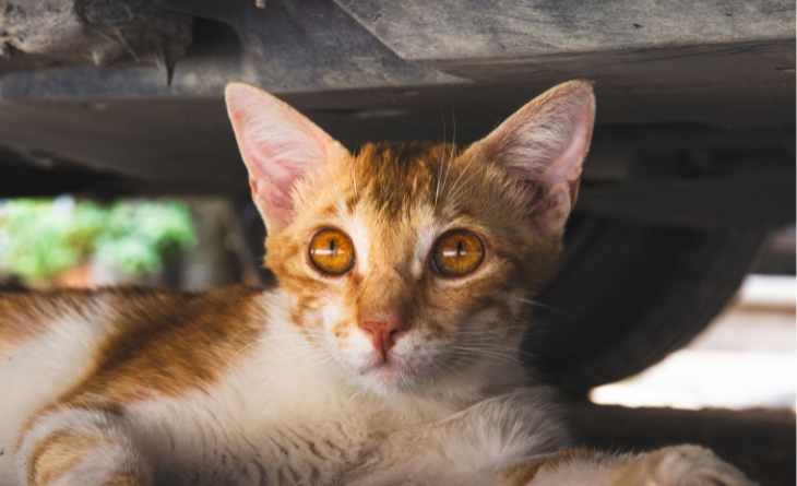 Gato alaranjado embaixo do carro.