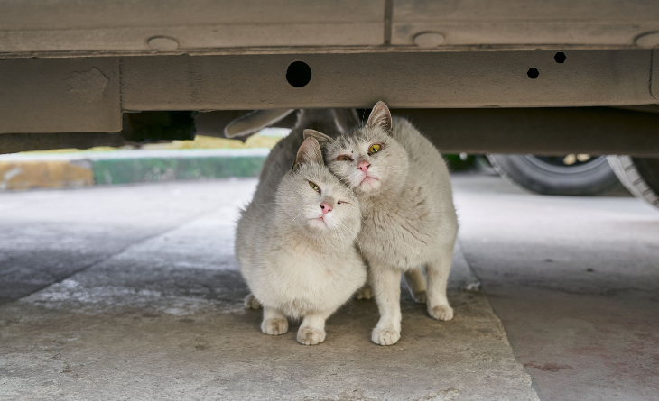 Encontrou um gato no motor do carro? Saiba o que fazer 2 Dois gatos cinzas embaixo do motor do carro.