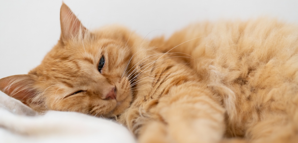 Gato de pelo laranja deitado.