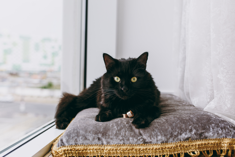 Gato preto em cima do sofá.