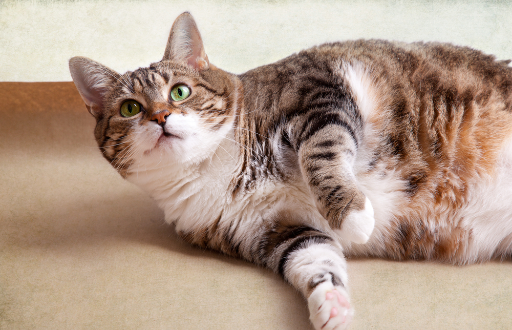 10 itens proibidos em casas com pet: confira como manter a segurança do lar 1 Gato tigrado deitado.