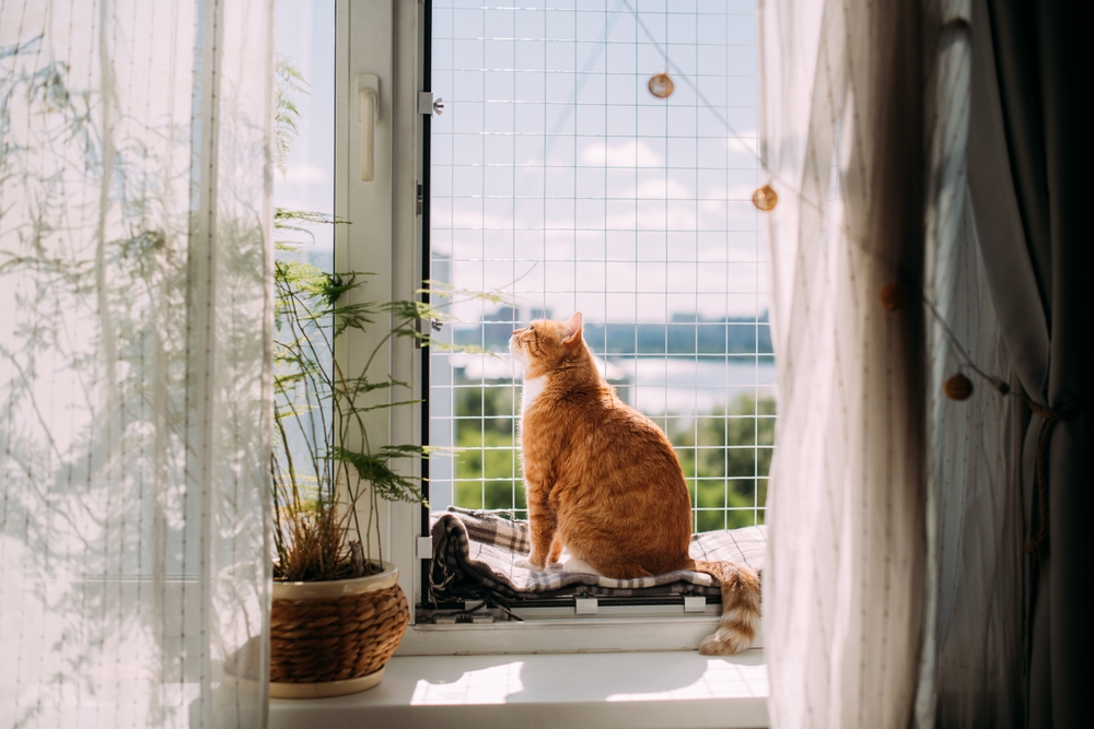 10 itens proibidos em casas com pet: confira como manter a segurança do lar 2 Gato laranja na janela.