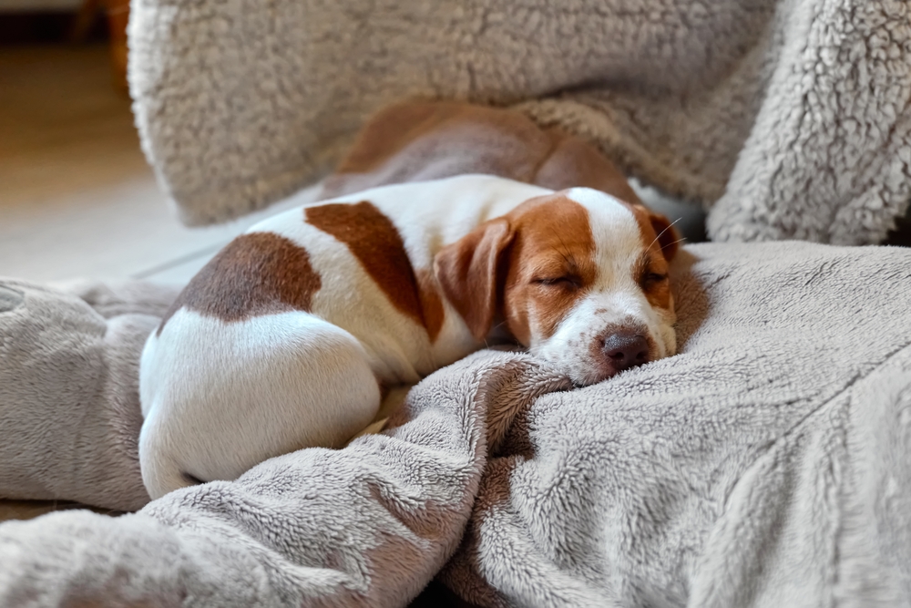 10 itens proibidos em casas com pet: confira como manter a segurança do lar 3 Cachorro Jack Russel dormindo.
