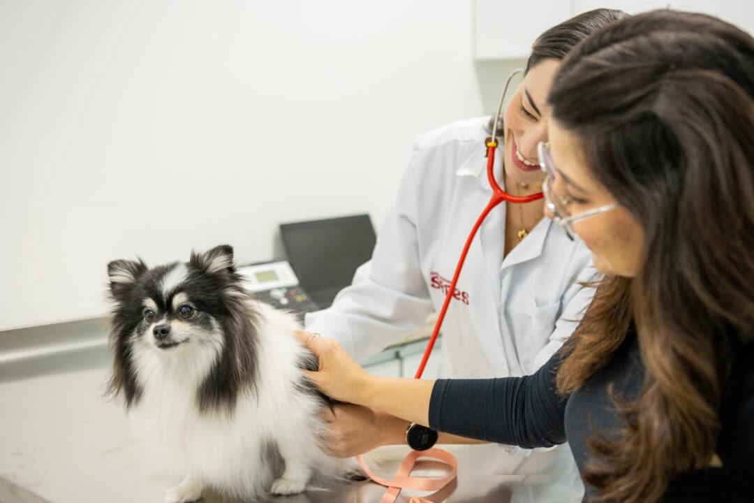 motivos-veterinário1