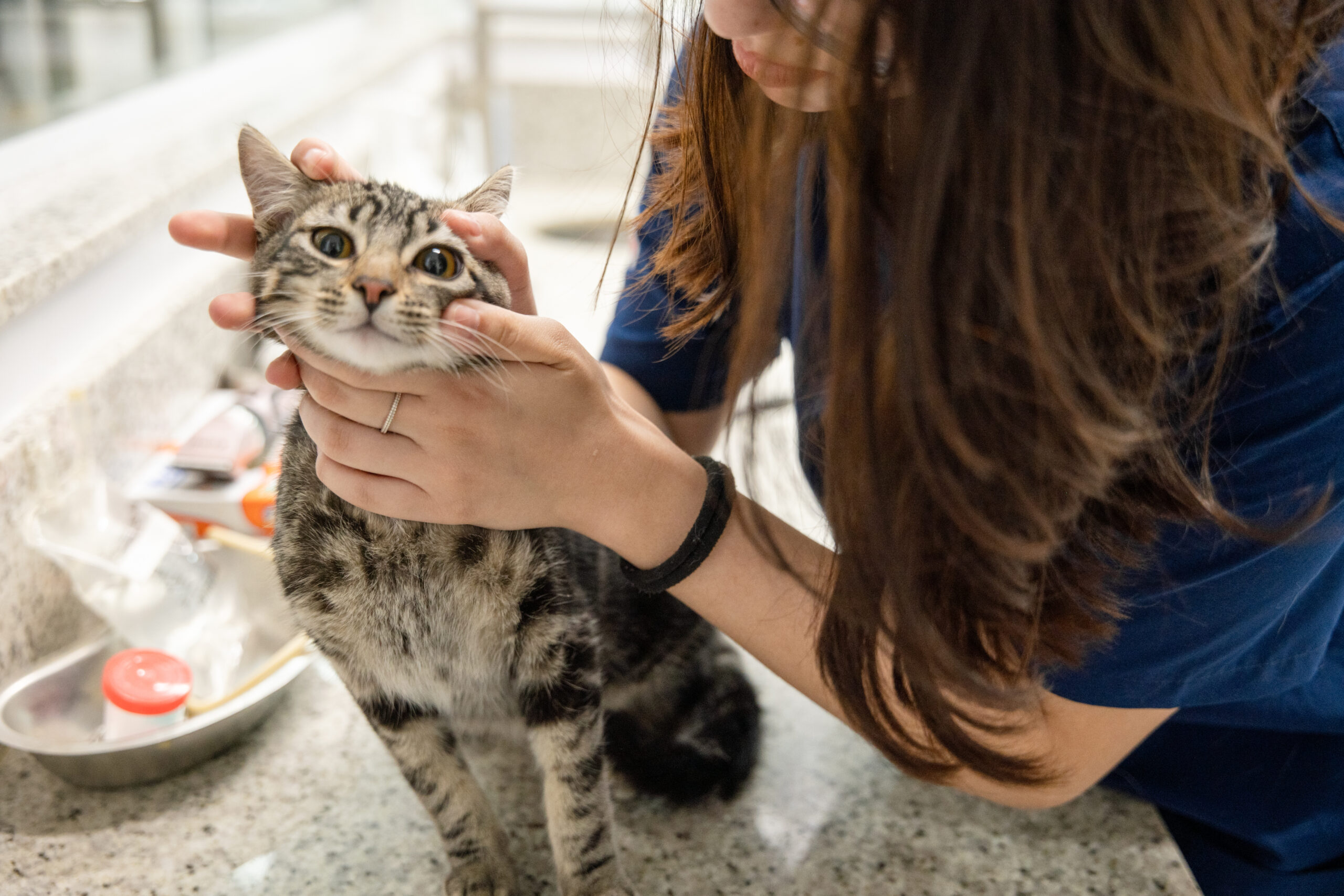 10 motivos que mais levam pets ao veterinário e como proteger o seu animal 1 motivos veterinario2 scaled