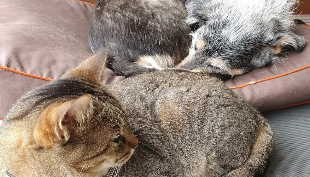 Mudanças de comportamento de pets no frio: o que observar em cães e gatos? 1 Gato e cachorro deitados juntos.