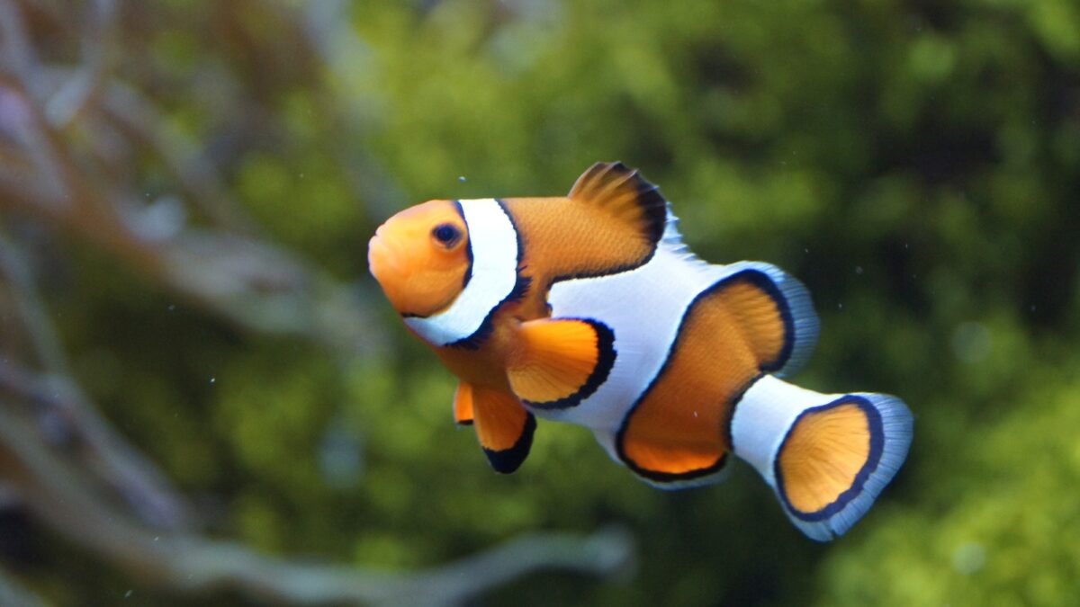Peixe-palhaço no aquário.