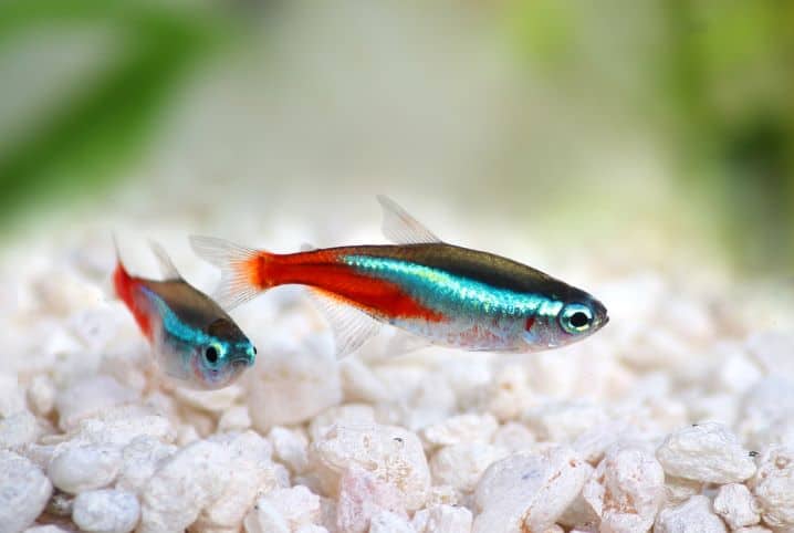 Dois peixes metalizados azul e laranja.