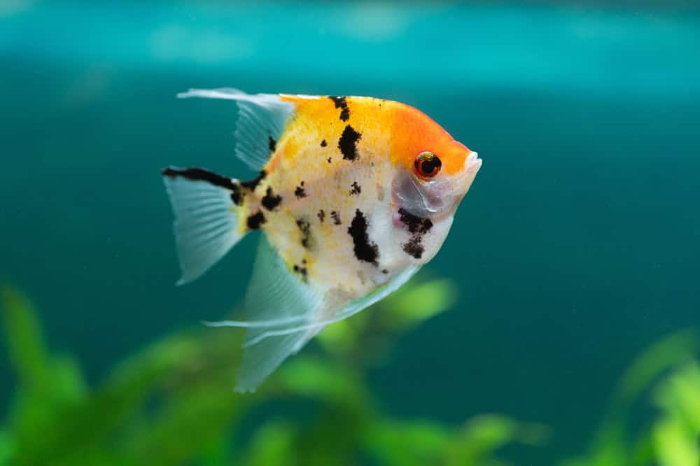 Peixe laranja com manchas pretas.