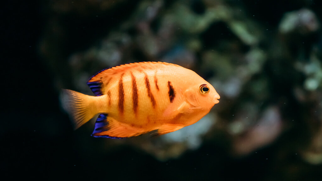 Peixe laranja no aquário.