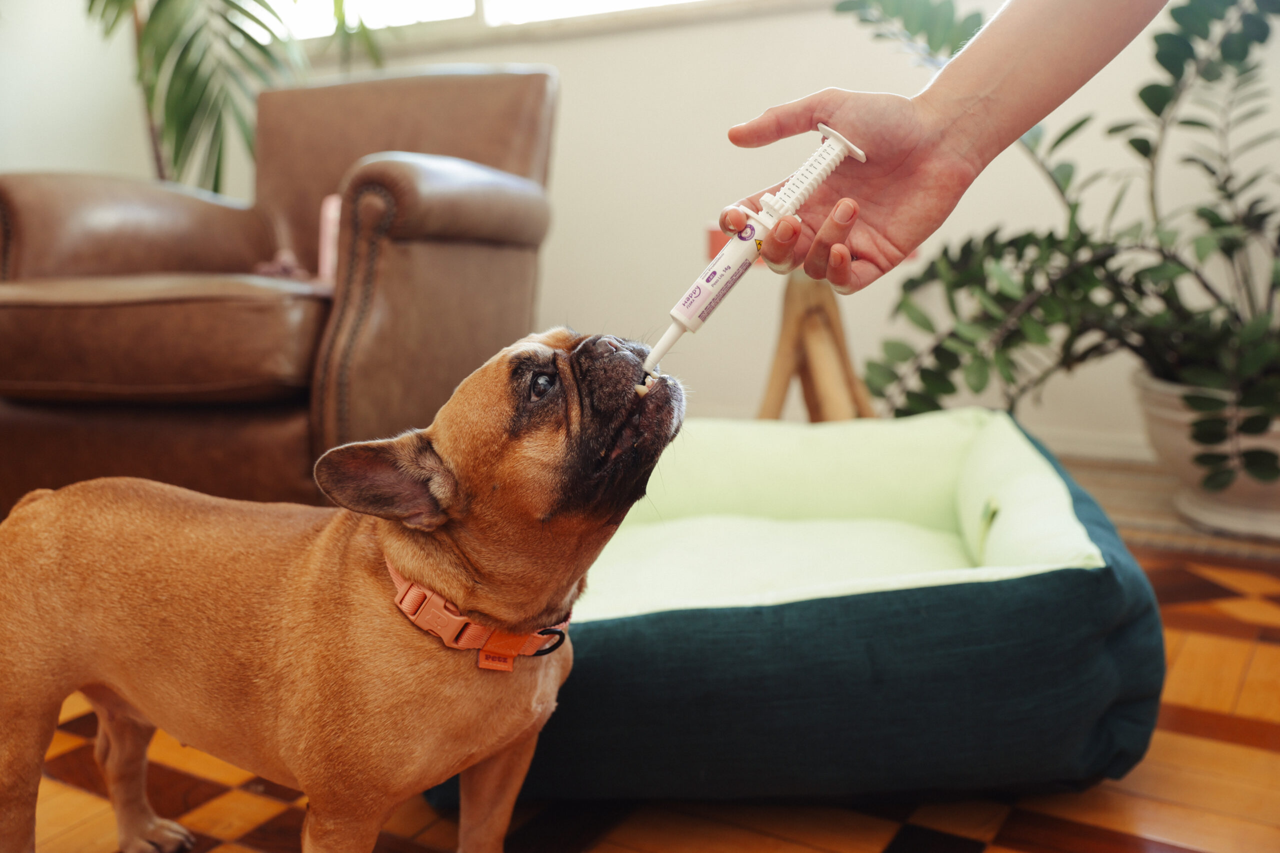Prebiótico e probiótico para cães: qual é a diferença e quando usar? 1 Imagem de cachorro tomando prebiótico