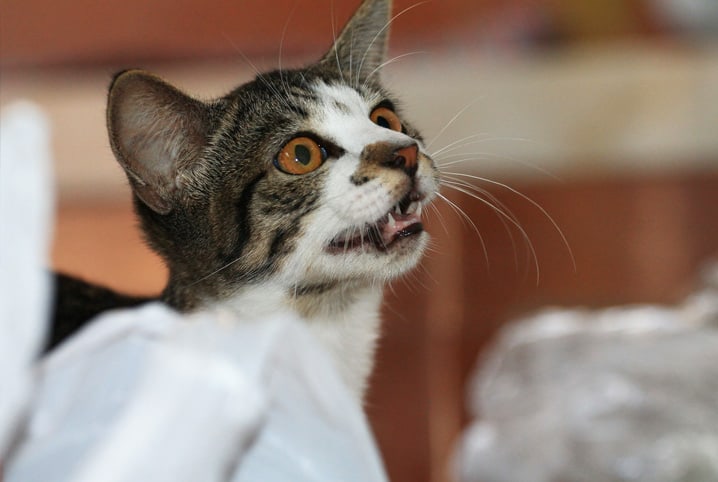Gato branco com orelha tigrada miando.