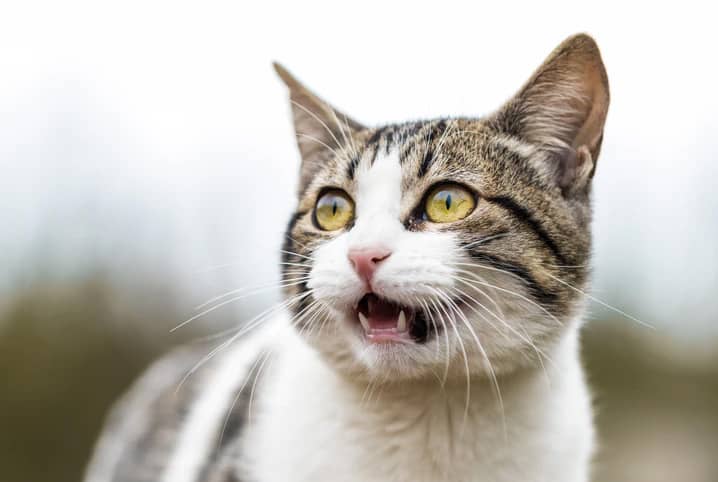 Gato miando.