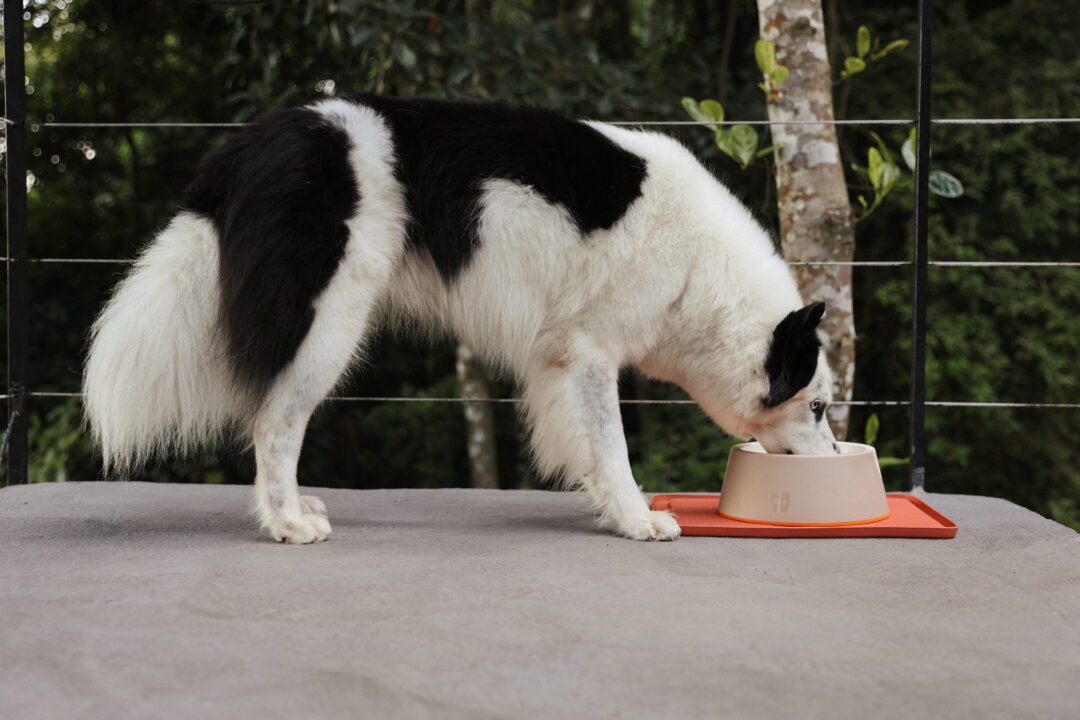 Cachorro comendo em comedouro.