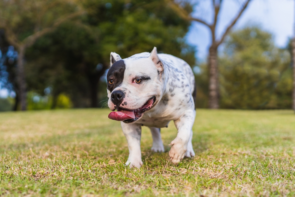 Imagem de cachorro