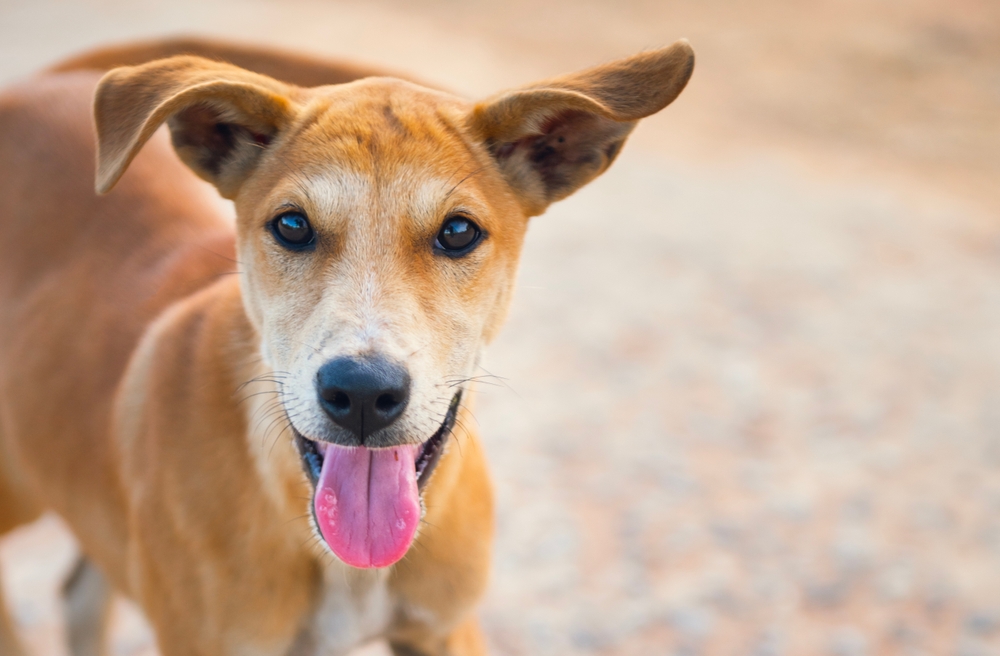 Imagem de cachorro