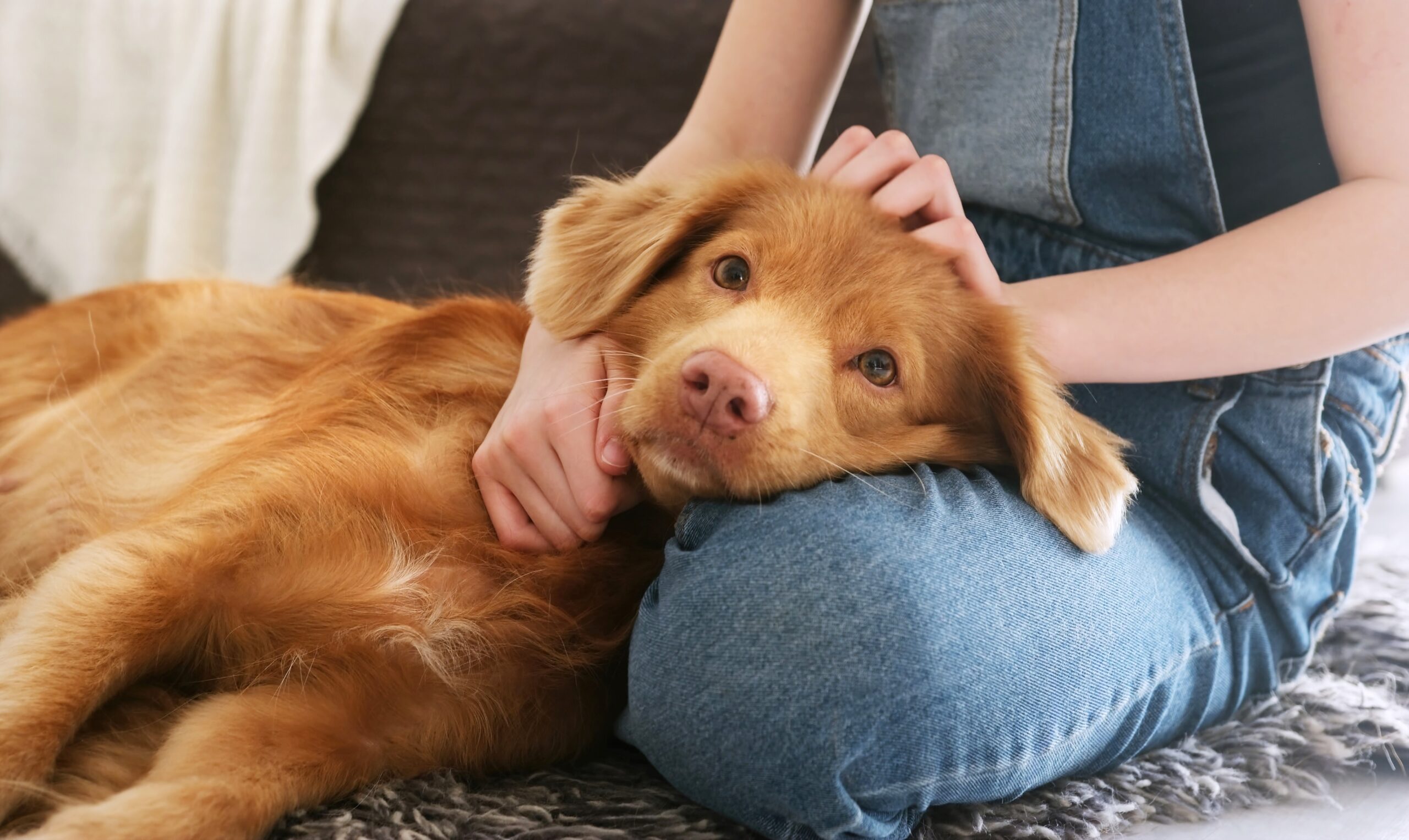 Cachorro pode tomar canabidiol? Entenda o uso de CBD em cães 1 Imagem de cachorro