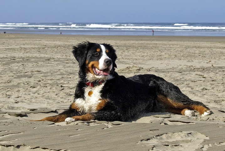 Cinofilia: o que é e para que ela serve? 2 Cachorro deitado na areia da praia.