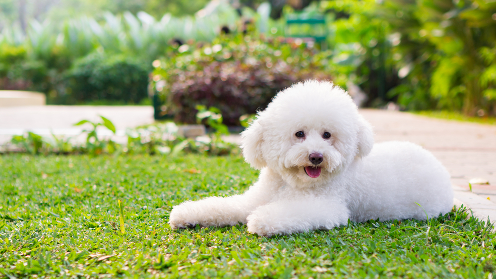 Cinofilia: o que é e para que ela serve? 1 Cachorro Poodle branco deitado na grama.